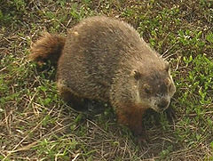 Marmota monax, Bild Wikipedia