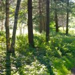 estnisch3_wald