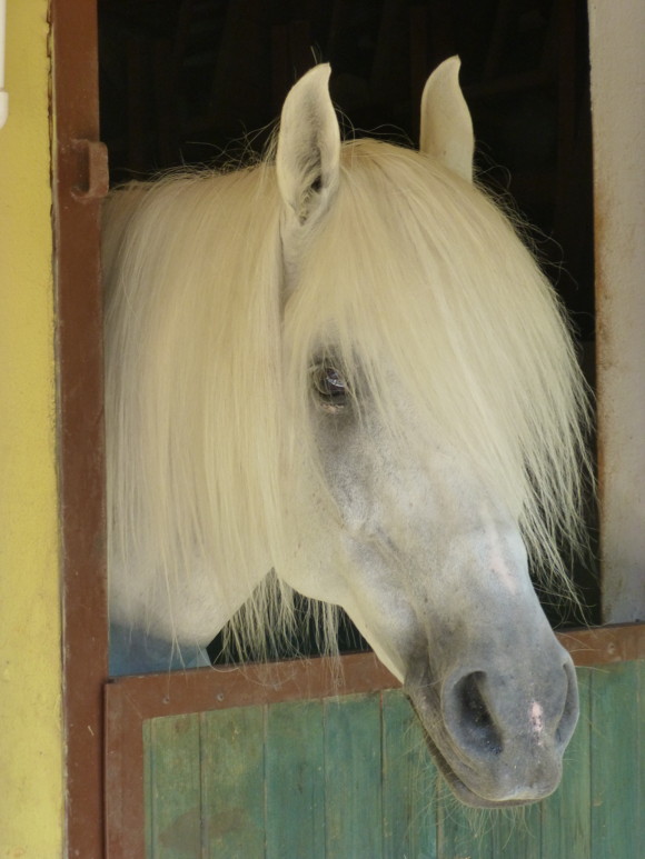 Leckers Pferd. Foto: © Nevit Dilmen found at Wikimedia commons Lizenz: CC