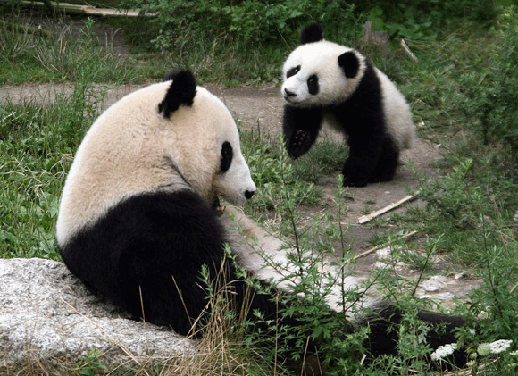 Doppelte Portion Panda Foto: Manfred Werner / Tsui Lizenz: GNU/CC