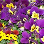 Blumen von Maja