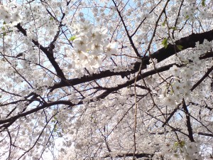 Cherry Blossoms in Shinjuku (Foto: privat)