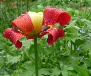Verblühende rotgelbgrüne Tulpe