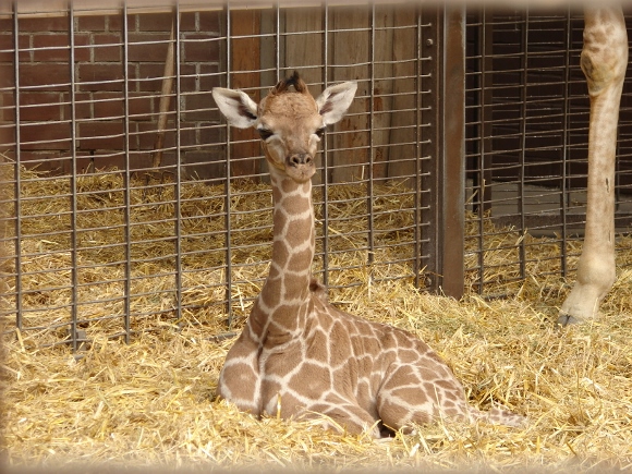 Die neue Dortmunder Baby-Giraffe am 26. März 2013. Foto: Robin Patzwaldt