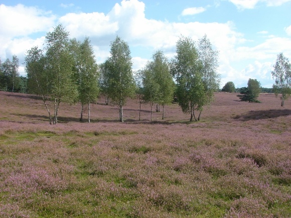 Die Heide blüht. Foto(s): Robin Patzwaldt