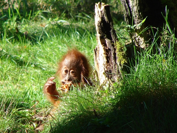 Im Zoo Dortmund 2014. Foto: Robin Patzwaldt