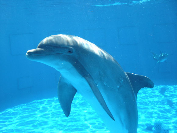 delphin