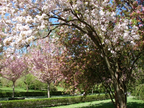 Blütenpracht im Dortmunder 'Rombergpark'. Foto(s): Robin Patzwaldt 