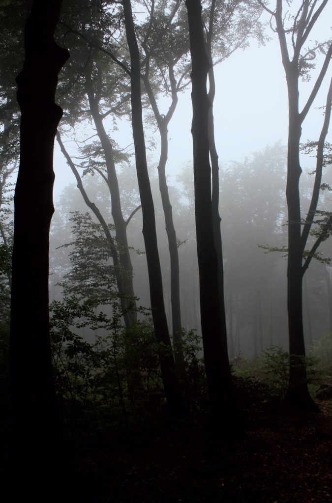 Der Köllnische Wald bei Bottrop; Foto: Fabian Pasalk