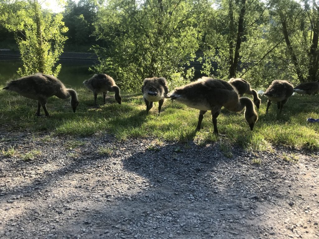 Natur pur: Entenähnliche Vögel an der Regattabahn in Duisburg; Foto: Peter Ansmann