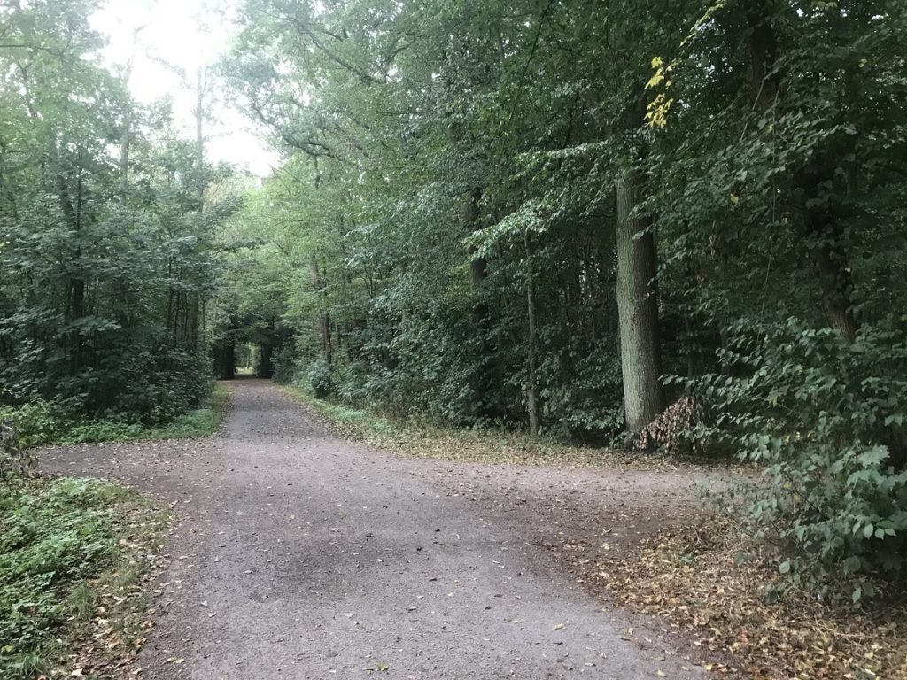 Viele Bäume! Man könnte sagen: Ein Wald. Foto: Peter Ansmann