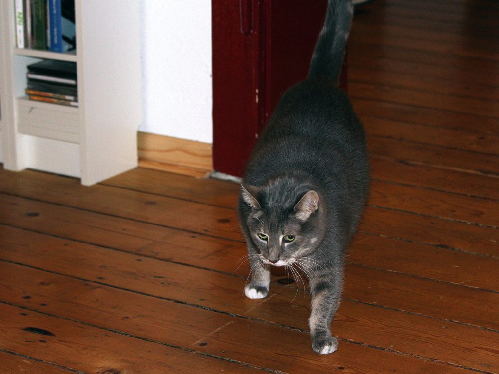 Tragischer Tod - ausgerechnet auf dem Katzenklo: Katze Paula; Foto: Sebastian Bartoschek