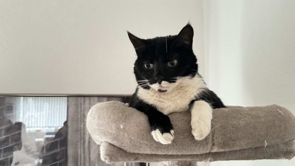 Katze Cleopatra auf einem Kratzbaum