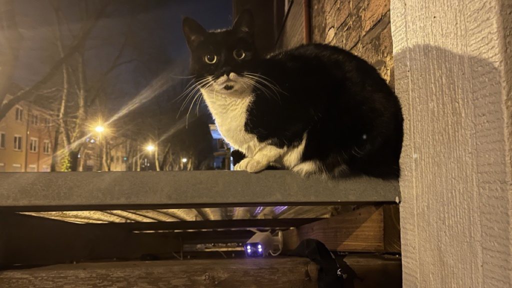 Katze Cleopatra nachts vor einem Fenster in Duisburg-Wanheimerort