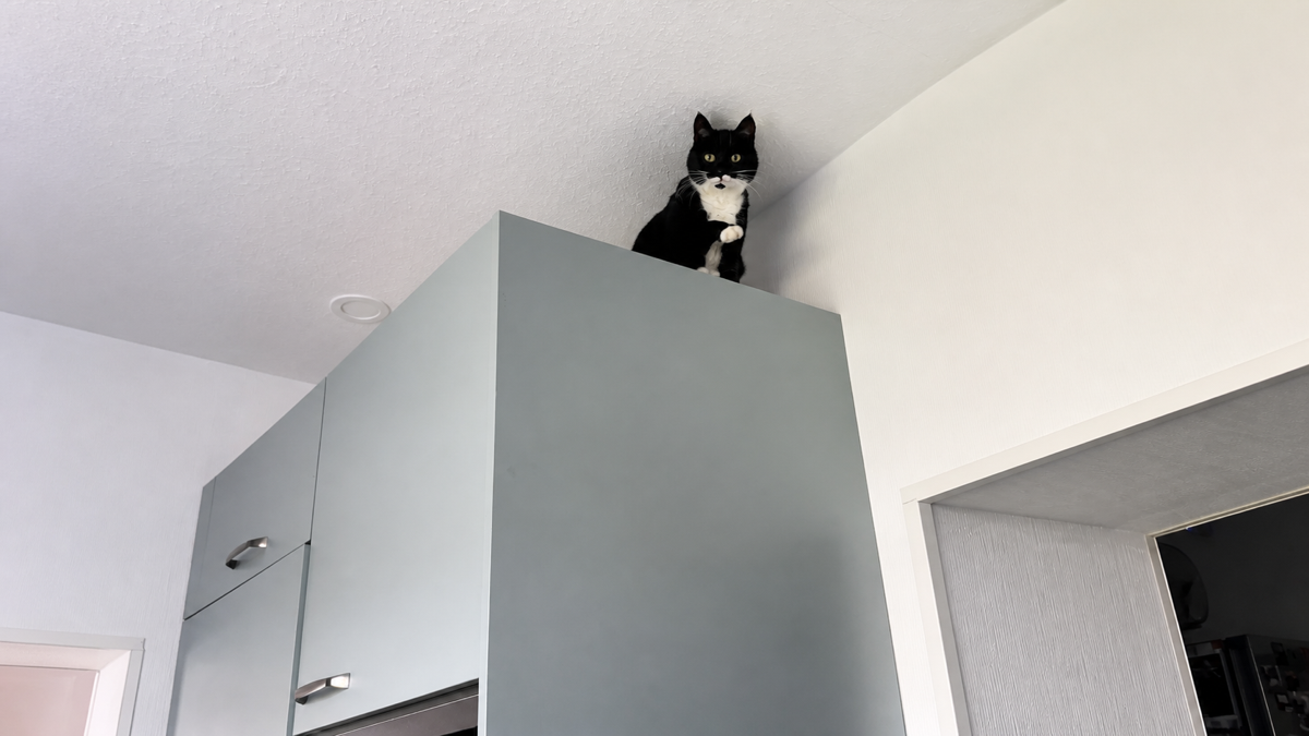 Katze Cleopatra sitzt oben auf einem Küchenschrank